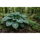 Kuunlilja 'T Rex' (Hosta 'T Rex')